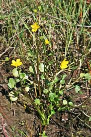Ranunculus cordiger subsp. diffusus, flora di Sardegna