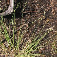 Carex brunnescens (brownish sedge): Go Botany