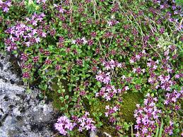 Thymus alpestris - Wikipedia