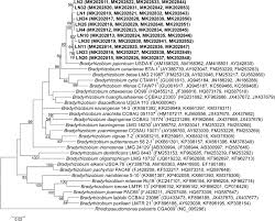 Numerical analysis of phenotypic properties, genomic fingerprinting ...