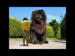 Image result for worlds biggest dog