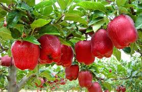 Image result for apple tree