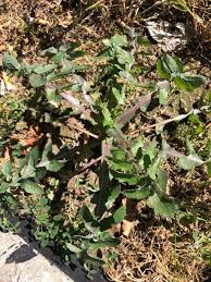Lepidium hirtum (L.) Sm., Mediterranean pepperweed (World flora ...