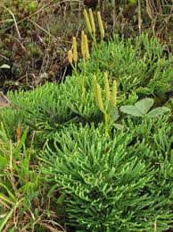 Lycopodium tristachyum (Deeproot club-moss) | Native Plants of ...