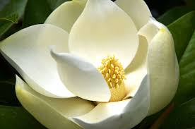 Magnolia grandiflora - Wikipedia