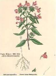 Galeopsis ladanum var. angustifolia - Online Virtual Flora of Wisconsin