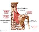 rhomboid minor muscle