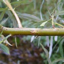 Salix viminalis (osier willow): Go Botany