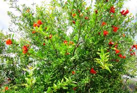 Image result for pictures of pomegranate plants