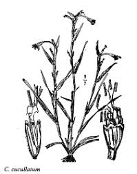 Sp. Cornucopiae cucullatum - florae.it