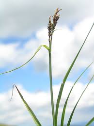 Carex bigelowii - Wikipedia