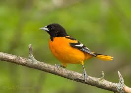 Image result for baltimore oriole. bird