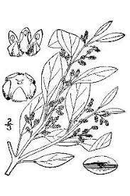Plants Profile for Chenopodium polyspermum (manyseed goosefoot)