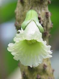 Bignoniaceae - Wikipedia