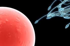 Image result for sperm