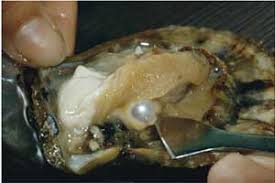 Resultado de imagem para como a ostra produz uma pérola?