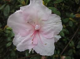 Image result for Rhododendron
  ( Silver Glow Belgian Indica Azalea )