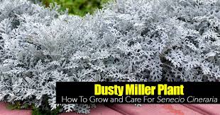 Dusty Miller Care: How To Grow Senecio Cineraria Dust Plant