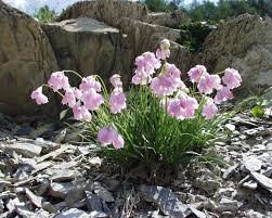 Allium narcissiflorum - Wikipedia
