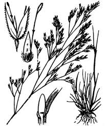 Corynephorus divaricatus (Pourr.) Breistr. - Portale della Flora d ...