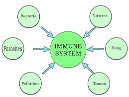 Image result for immune system