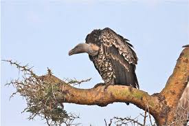 Image result for Ruppell's Griffon Vulture/ Gyps Rueppellii