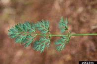 Queen Anne's lace, wild carrot: Daucus carota (Apiales: Apiaceae ...
