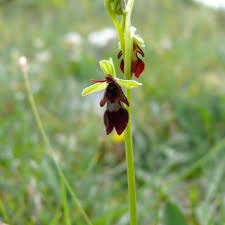 Ophrys insectifera | Online Atlas of the British and Irish Flora