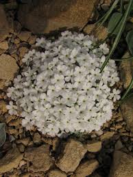 Androsace pubescens | downy rock jasmine/RHS Gardening