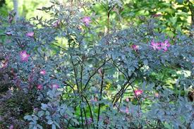 great shrub: rosa glauca, my must-have rose - A Way To Garden