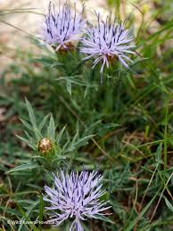 Carduncellus monspeliensium – Wild Flowers Provence