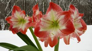 Image result for amaryllis
