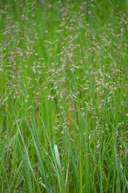 Hierochloe odorata Sweet Grass | Prairie Moon Nursery