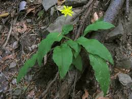 File:Hieracium racemosum subsp virgaurea 01.JPG - Wikimedia ...
