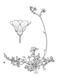Saxifraga exarata Vill. subsp. moschata (Wulfen) Cavill. | Naviga la ...