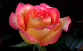 rose {request} read desc. Minecraft Skin