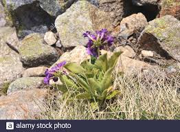 Primula Integrifolia High Resolution Stock Photography and Images ...