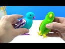 2 parrots singing and talking dolls youtube based