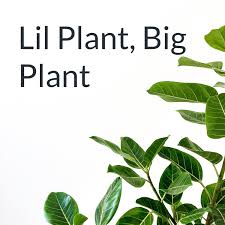 Lil Plant, Big Plant
