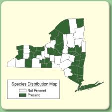 Celtis occidentalis - Species Page - NYFA: New York Flora Atlas