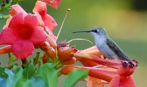 Image result for hummingbird vine