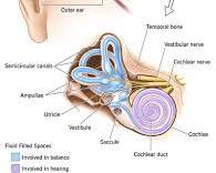 Image of Inner ear anatomy