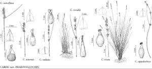 Carex radiata - FNA