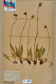 File:Neuchâtel Herbarium - Hieracium rupestre - NEU000016405.jpg