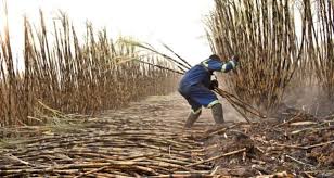 Image result for cane cutting photos