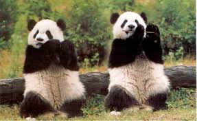 Znalezione obrazy dla zapytania pandy