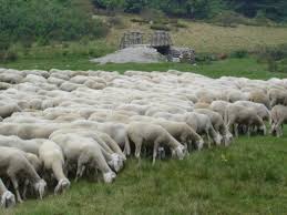 Risultati immagini per gregge di pecore da lana al pascolo