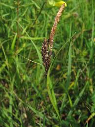 Carex panicea - Wikipedia