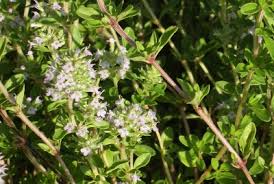 Thymus pulegioides - Michigan Flora