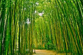 Image result for bamboo forest